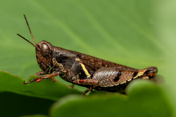 Grasshopper with mite infestation, Phansad, Maharashtra, western Ghats, India