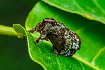 Phobetron pithecium, hag moth, Phansad, Maharashtra, India