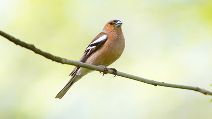robin on a branch