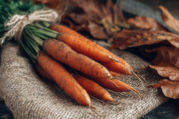Heap of orange carrots on burlap sack with dried leaves around, farm-fresh feel