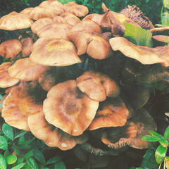 mushrooms in the forest