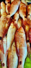 Freshly caught red mullet fish arranged on a green banana leaf at a local seafood market,...