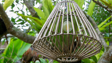 Obraz premium Close up of a woven rattan pendant lights with green plant bacground. A lampshade woven from rattan. A hanging lamp for outdoor use, home gardens, restaurants and decoration of a room's. interior. 