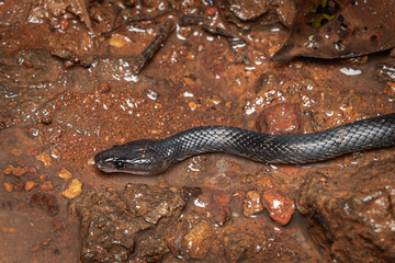 Travancore Wolf Snake, Lycodon travancoricus, Phansad, Maharashtra, India