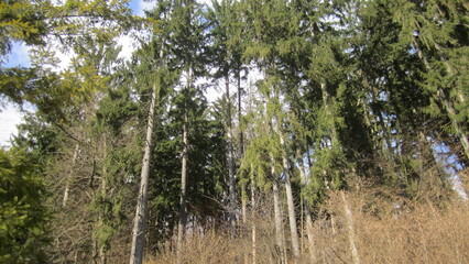 forest in the morning