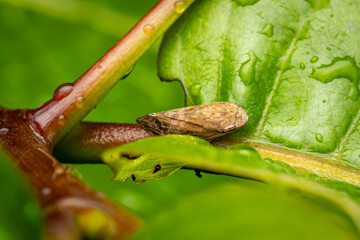 Leafhopper, brown, phansad, Maharashtra, India