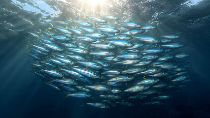 underwater scene with group of fishes