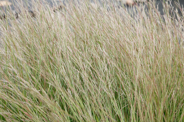 Miscanthus sinensis, Hermann Mussel , grass with green leaves and silver blossoms