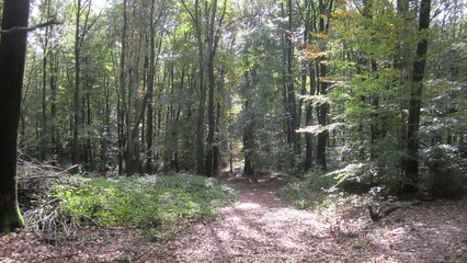 path in the forest