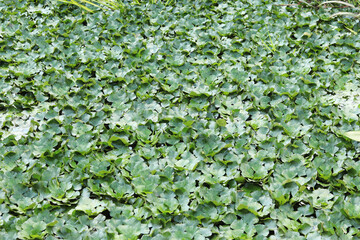 Water chestnut on a pond. Green leaves of water chestnut, natural background. Densely growing...