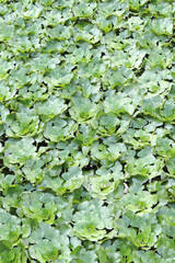 Water chestnut on a pond. Green leaves of water chestnut, natural background. Densely growing aquatic plants. Top view. A plant that grows in stagnant and slow-flowing waters. Green natural background
