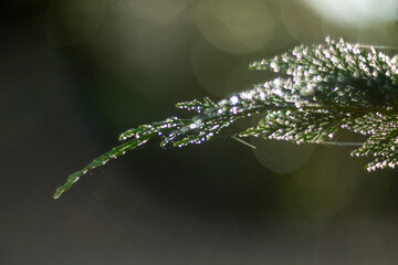 Morning Dew on Lush Green Leaves Captured in Beautiful Natural Light During Early Hours