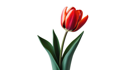 Obraz premium Single Tulip with Green Leaves Isolated on White Background