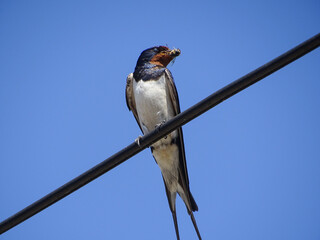 A swallow sits on a power line. In Romania