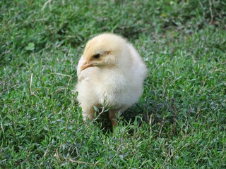 Little chick in the grass