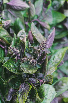 Fresh organic basil leaves with deep purple and green hues