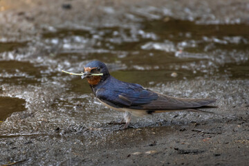 barn swallow (Hirundo rustica) collecting building meterial