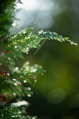 Lush, vibrant green foliage adorned with dew drops sparkling in beautiful natural light