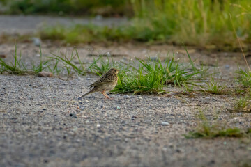 Meadow pipit, Anthus pratensis