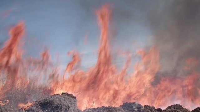 Flames from brush fire during a controlled brush fire burn