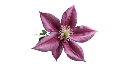 Single Clematis Bloom Isolated on White Background
