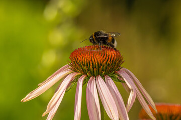 Bumble bee on Pink Cone Flower