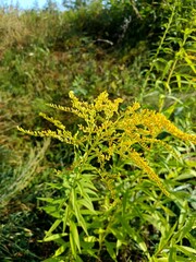 Abrosia, a plant that causes allergies, an allergen