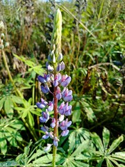 purple flowers in the garden lupin 