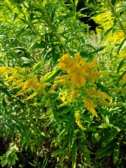 Abrosia, a plant that causes allergies, an allergen