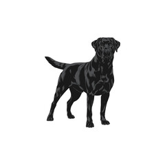 english bulldog puppy black and white dog photo image carton.