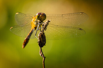 Dragonfly insect in nature.