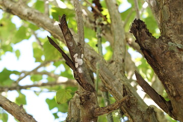 The niij is a domesticated scale insect known as Llaveia axin (Llave), used by the Maya people in Rabinal, Guatemala, to create a lacquer-like substance for traditional handicrafts. 
