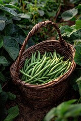 A rustic brown wicker basket brimming with freshly harvested green beans sits nestled amongst lush bean plants in a garden