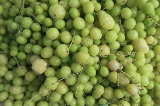 Phyllanthus acidus or Gooseberry or Nellipuli fruits in the background