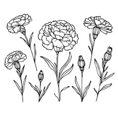 Naklejka premium Elegant Carnation Floral Collection Hand-Drawn Botanical Illustrations. Line art flowers Drawings. Flower bloom illustration, black and white Doodle. Doodle flower illustration, Blossom Outlined.