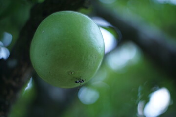 Crescentia alata, variously called Mexican calabash, jícaro, morro, morrito, or winged...