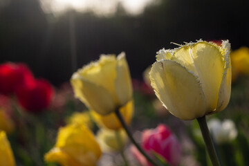 Close-up of Yellow Tulips in a Garden Displayed with Delicate Fringed Edges