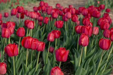 Blooming Red Fringed Tulips in a Field with Dense Green Leaves During Springtime