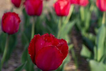 Close-up of a Fringed Red Tulip Blossom in a Garden