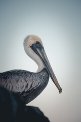 pelican on the beach