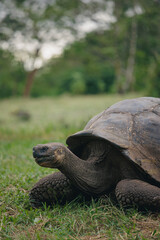 turtle on the grass