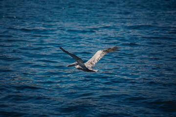 pelican in flight