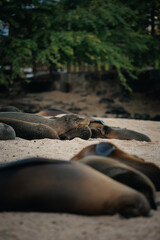 sea lion on the beach