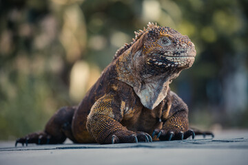 galapagos land iguana