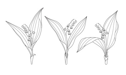 Flowering Lily of the Valley Outline Drawing