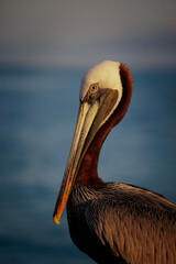 pelican on the beach