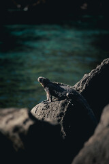 Sea iguana taking a break
