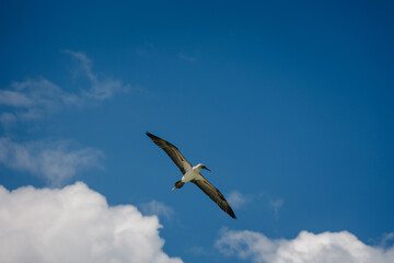 osprey in flight