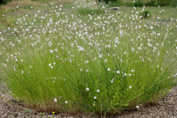 Gaura lindheimeri - whirling butterflies in the garden