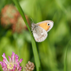 (Coenonympha pamphilus) A small Heath butterfly lying on a blade of grass with closed reddish yellow wings bordered of grey and ocellus, hindwings whitish band shaded with brown